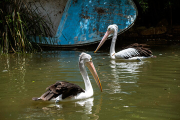 Australian Pelican (Pelecanus conspicillatus)