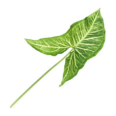 Fresh green nephthytis leaf isolated on transparent background