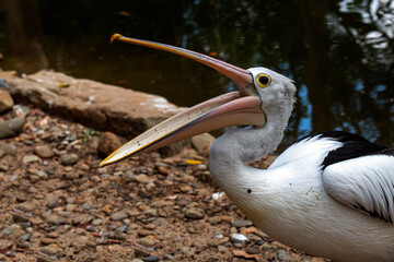 Australian Pelican (Pelecanus conspicillatus)