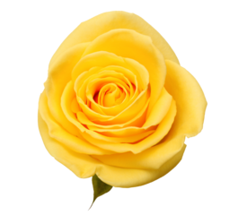 Yellow rose flowers isolated on Png transparent background.