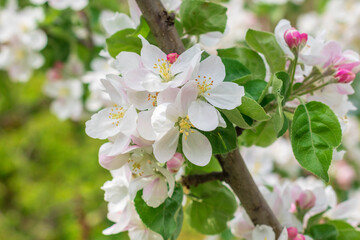 Naklejka na ściany i meble White blossoming apple trees in sunlight.Spring season.