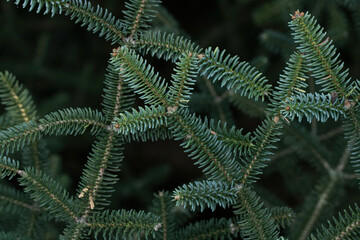 pine tree 
