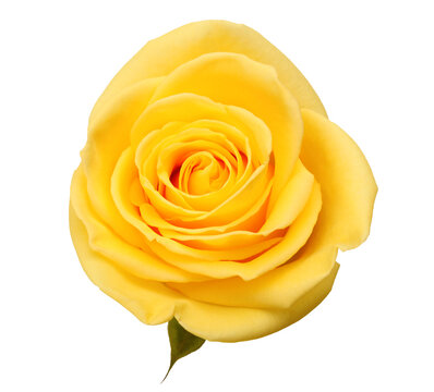 Yellow rose flowers isolated on Png transparent background.