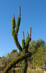 Alluaudia procera cactus plant in the garden