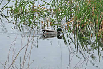 duck in the pond