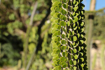 Alluaudia procera cactus plant in the garden