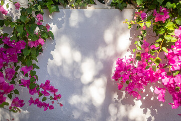Pink bougainvillea flowers frame on white wall background on sunny day