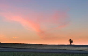 Fototapeta na wymiar lonely tree at dawn 