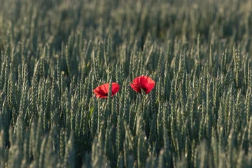 Fototapeten poppy in the field © JulioH Photography