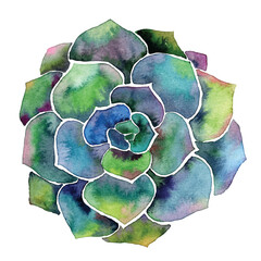 Watercolor succulent plant simple painting