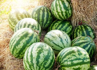 Heaps of green melons on straw at farmers market. Fruit Background.                     