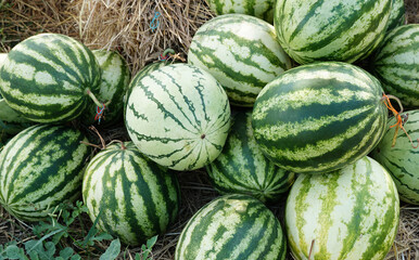 Heaps of green melons on straw at farmers market. Fruit Background.	