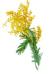 Beautiful mimosa flowers branch isolated on white background