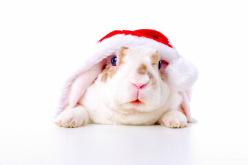 Funny Christmas bunny, Rabbit in red santa claus costume peeps out from behind table on white background - animals, pets, christmas and new year 