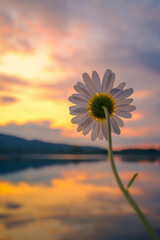 Biały kwiat na tle nieba zachodzącego słońca i jeziora
