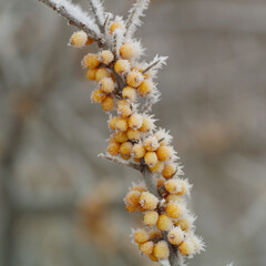 Sea buckthorn berries on a branch are covered with frost from the cold.
Sea berries are very rich in vitamins, orange fruits and elegant decorative qualities. 