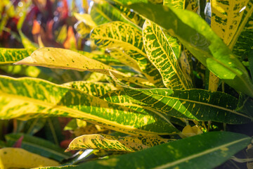 Long croton leaves closeup. Lush colorful foliage of yellow iceton croton © amovitania