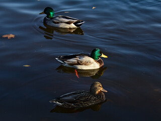 Ducks in the pond