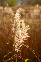 Fototapeta premium falltime scene