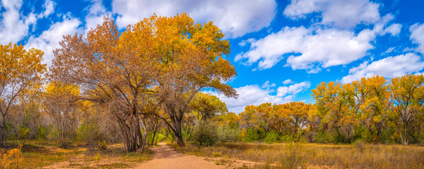 Vibrant golden autumn leaves of Cottonwood trees at Paseo del Bosque Trail along the Rio Grande River in Albuquerque, New Mexico, USA