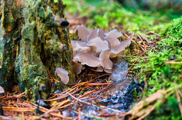 The Jelly Hedgehog Pseudohydnum gelatinosum is an edible mushroom , stacked macro photo