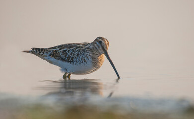 Common Snipe (Gallinago gallinago) is is a bird that lives in wetlands and feeds on aquatic invertebrates.