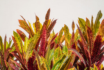 Long croton leaves on white wall background. Copy space © amovitania