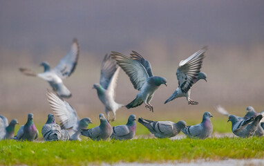 Rock Dove (Columba livia) is a common species in Asia, Europe and North Africa.