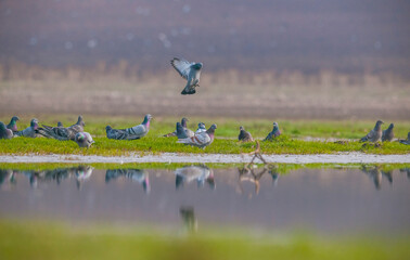 Rock Dove (Columba livia) is a common species in Asia, Europe and North Africa.