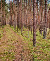 Naklejka premium forest in autumn