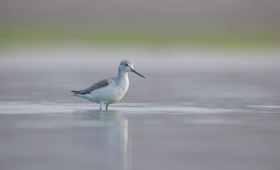 Fototapeta premium Common Greenshank (Tringa nebularia) is a wetland bird that lives in Africa, Europe and Asia. It usually feeds on fresh water.
