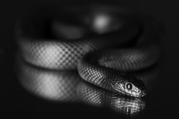 black and white snake