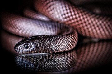 close up of a python