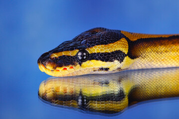 close up of a python