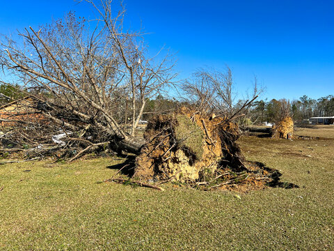 Tree Uprooted From Tornado Damage