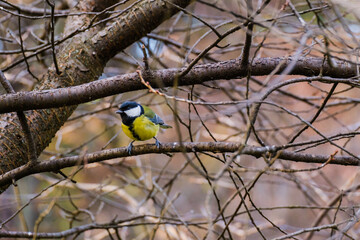 Titmouse bird, small wildlife birds, at public park