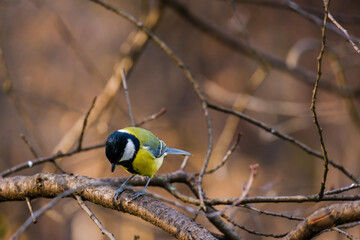 Titmouse bird, small wildlife birds, at public park
