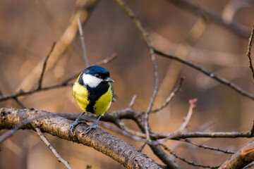 Titmouse bird, small wildlife birds, at public park