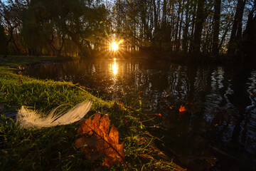 Białe pióro i jesienny liść na trawie - zachód słońca w parku w Żywcu