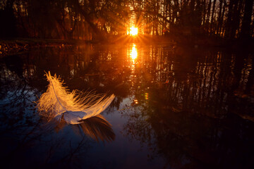 Białe pióro na wodzie na tle zachodzącego słońca w parku w Żywcu - obrazy, fototapety, plakaty