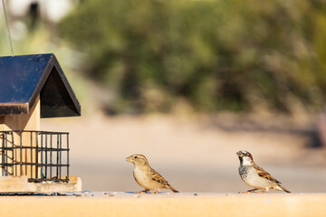 Sparrows sitting by a bird feeder
