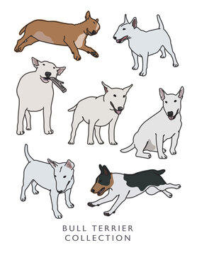 Boston Terrier Illustration Set Color (Different Poses)