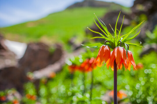 Fritillaria imperialis or Reverse tulip, a plant species often found in cold climates. Tunceli in Turkey in a natural way, Afshar, Sirnak, Erzurum, are grown in Adiyaman and Hakkari.