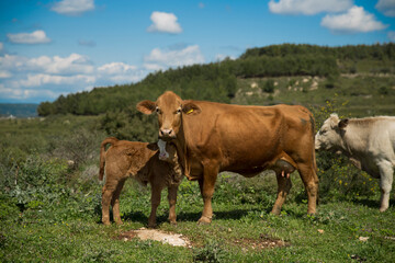 Naklejka na ściany i meble Cows And Calves Graze In A Meadow In Israel