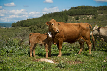 Cows And Calves Graze In A Meadow In Israel