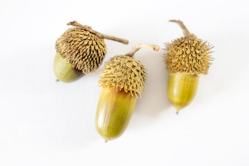 Three Israeli acorns isolated on white. Horizontal frame.