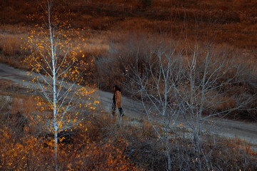 a figure in an autumn landscape at sunset