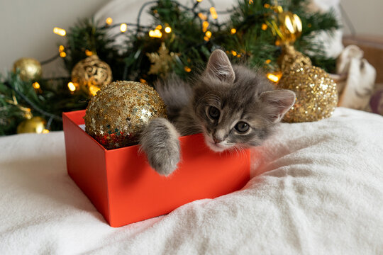 christmas little funny kitten cat sleep sits in a red box as a Christmas present on the background of a Christmas tree in the decoration concept of new year and christmas. High quality photo