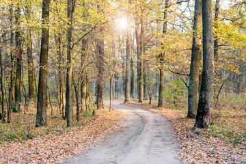A dirt road in an oak forest in autumn