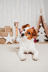 cute jack russell dog indoor in front of christmas decoration at home